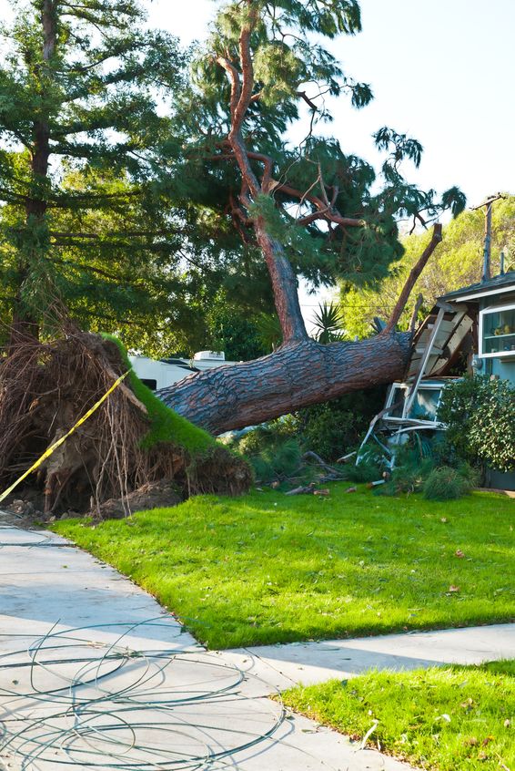 And when trees fall on houses in northern Virginia, the integrity of the home's roof can be compromised.